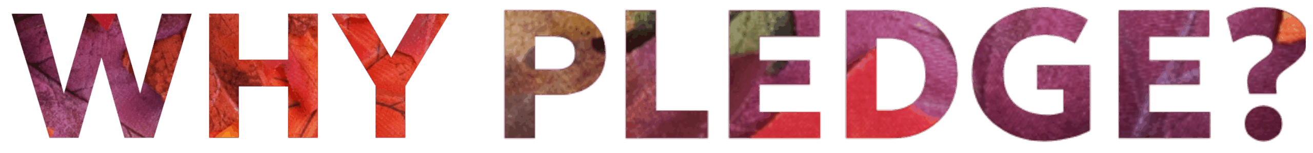 why pledge (1)